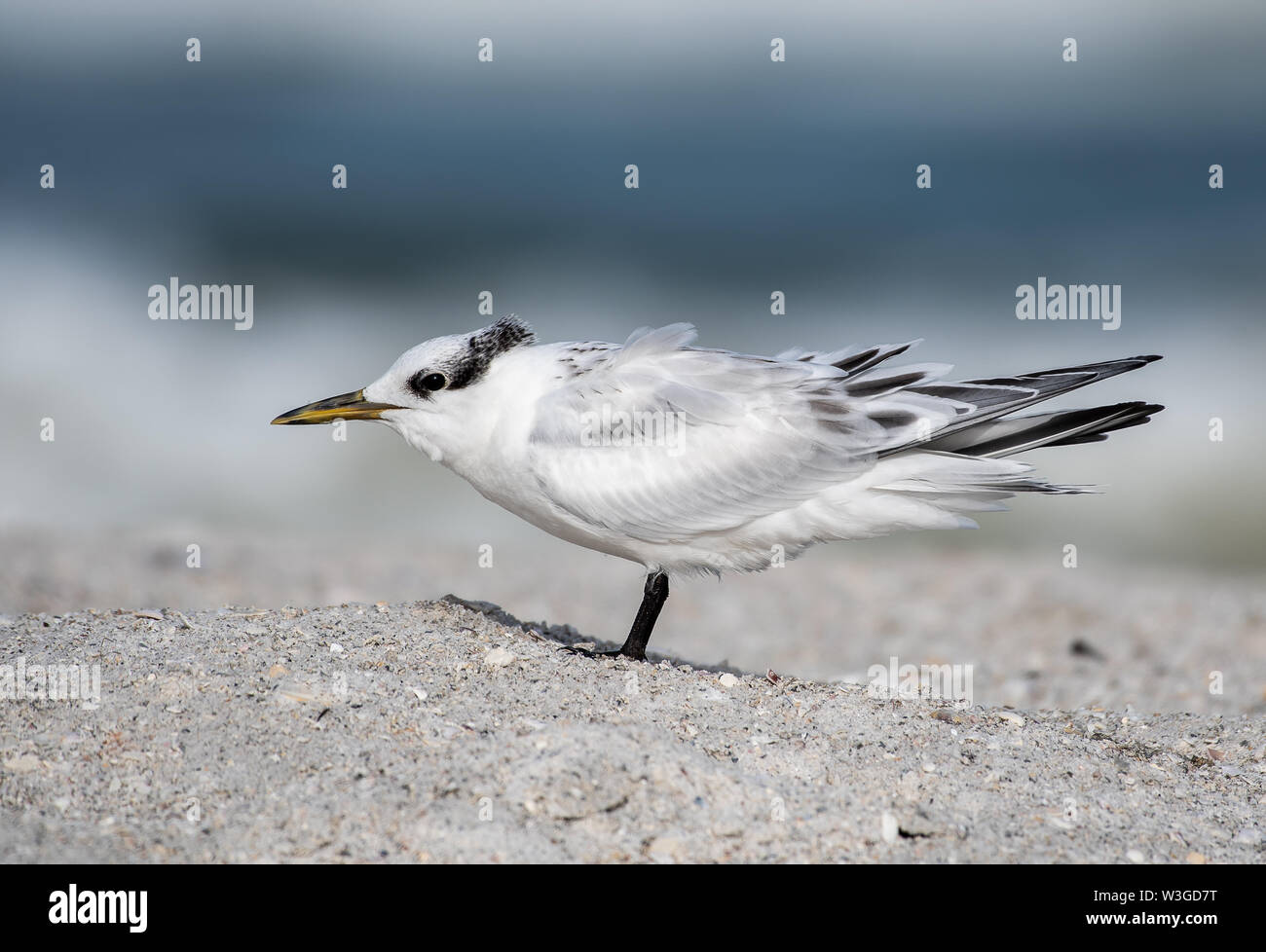 Royal tern on the beach in Florida Stock Photo