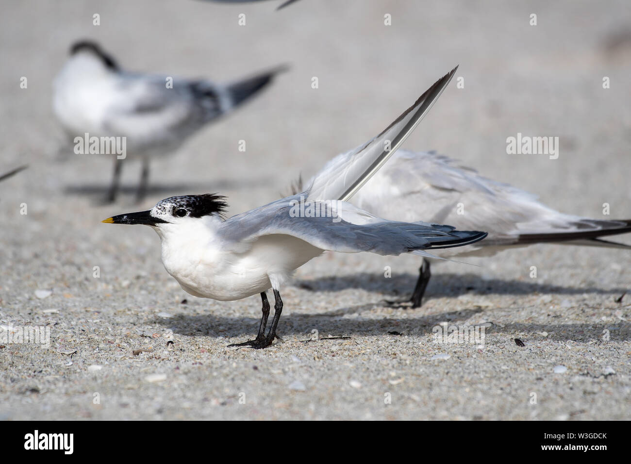 Royal tern stretches its wings Stock Photo