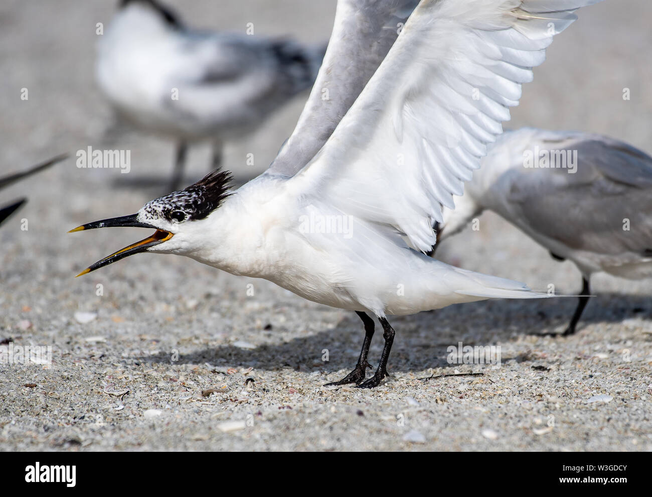 Tern landing on the beach in Florida Stock Photo