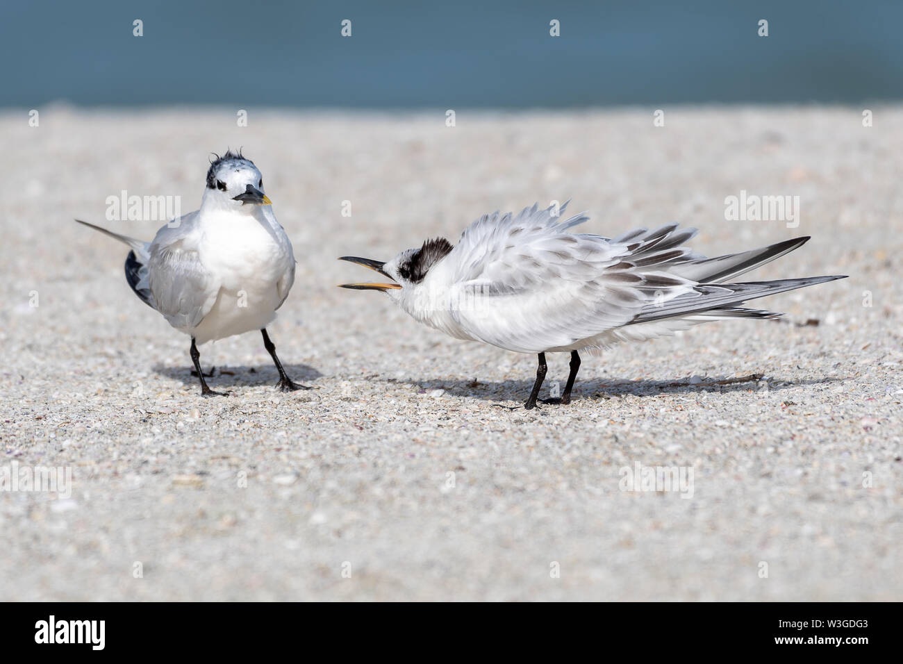 Young royal tern calling for food Stock Photo