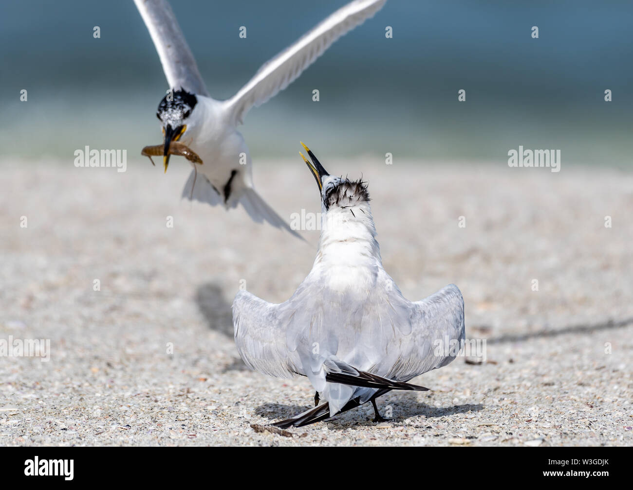 Adult tern flys back with shrimp for its chick Stock Photo