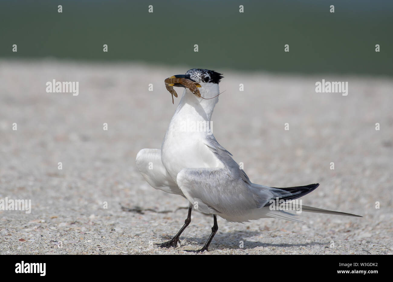 Adult tern with shrimp in its beak Stock Photo