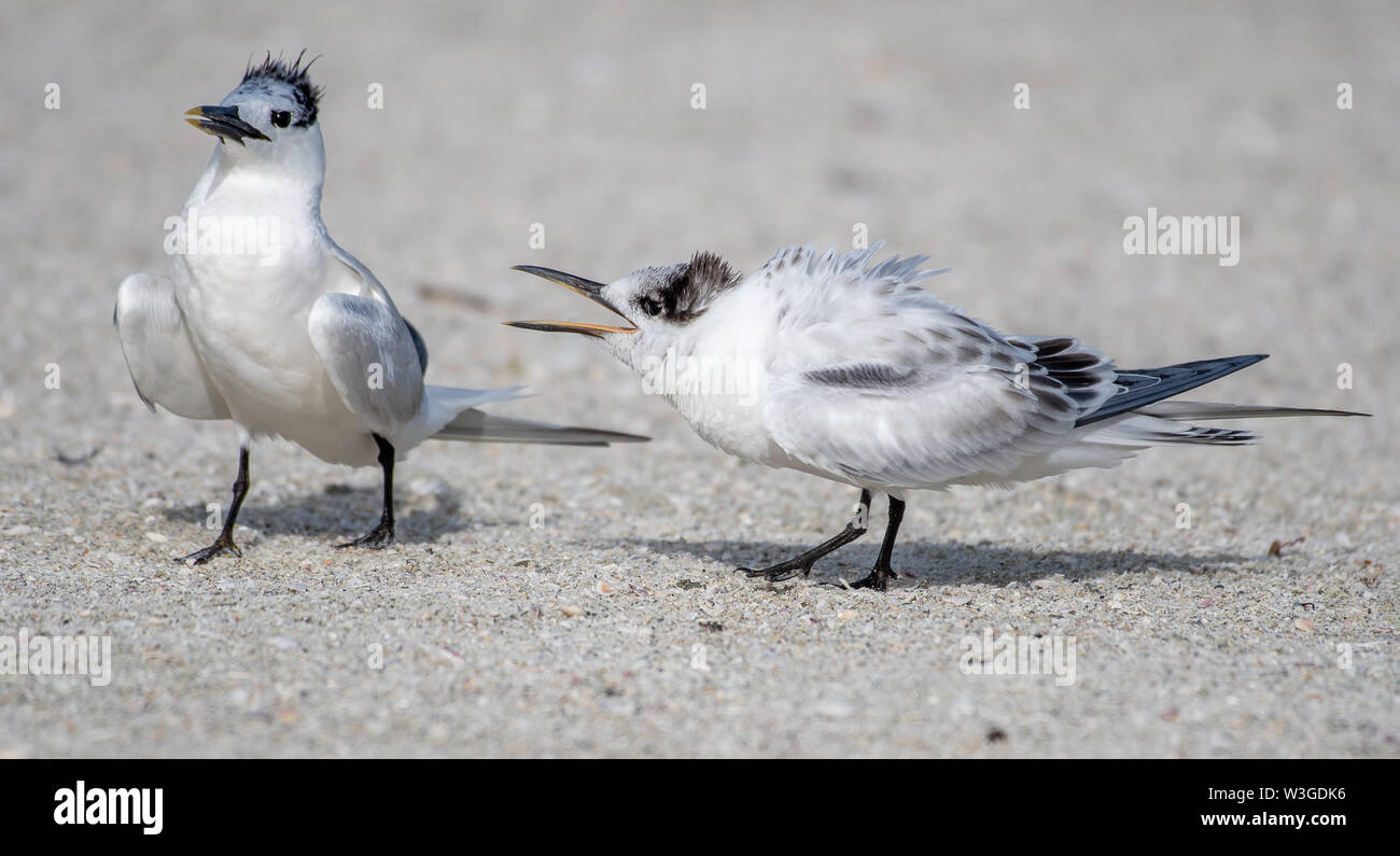 Young tern calling on the beach Stock Photo