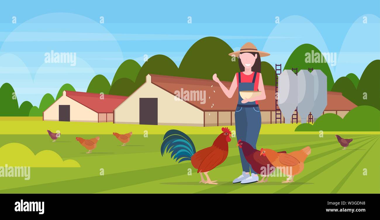 woman farmer feeding chicken and rooster free range poultry breeding ...