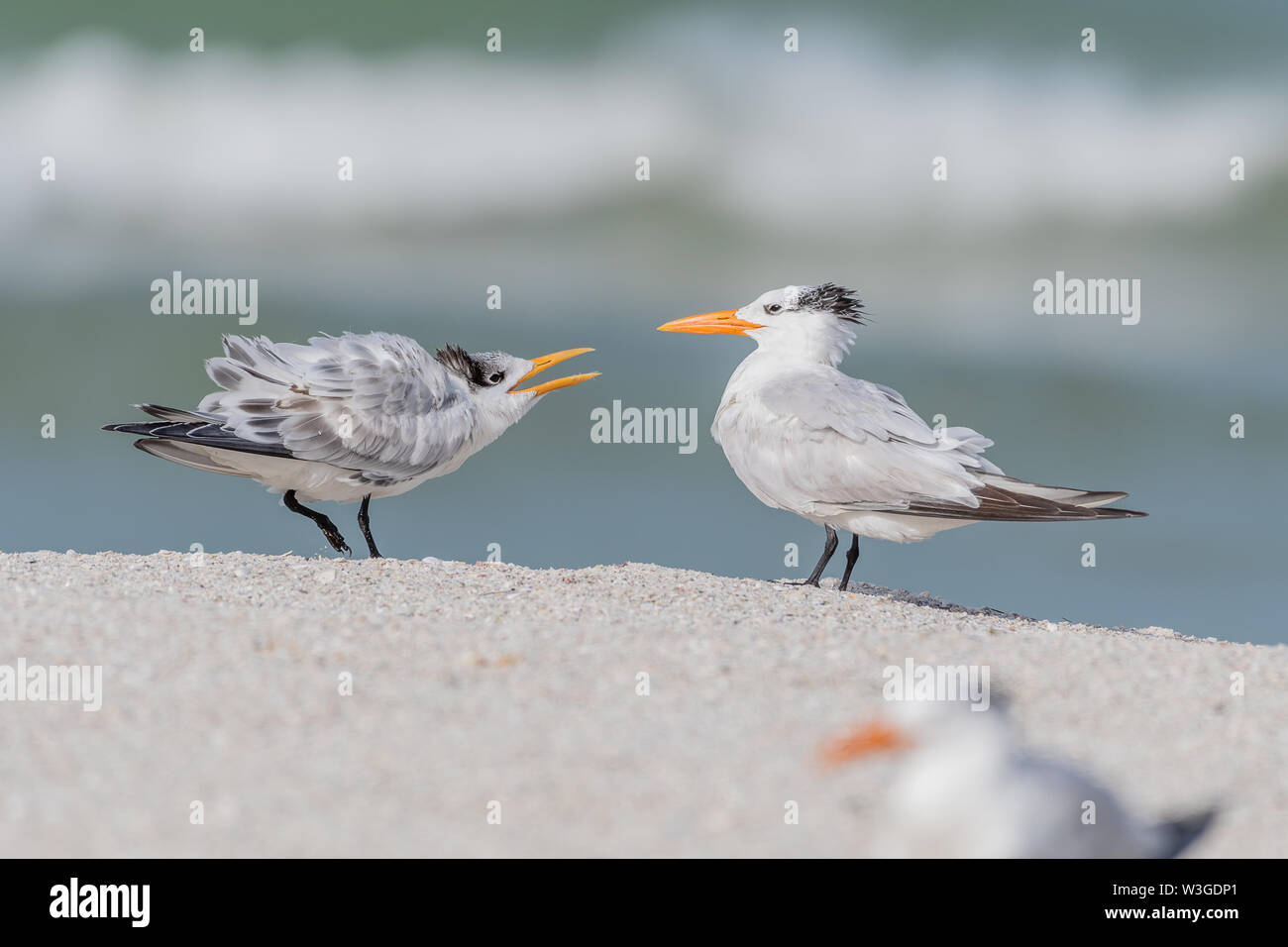 Young royal tern demanding food from its parent Stock Photo