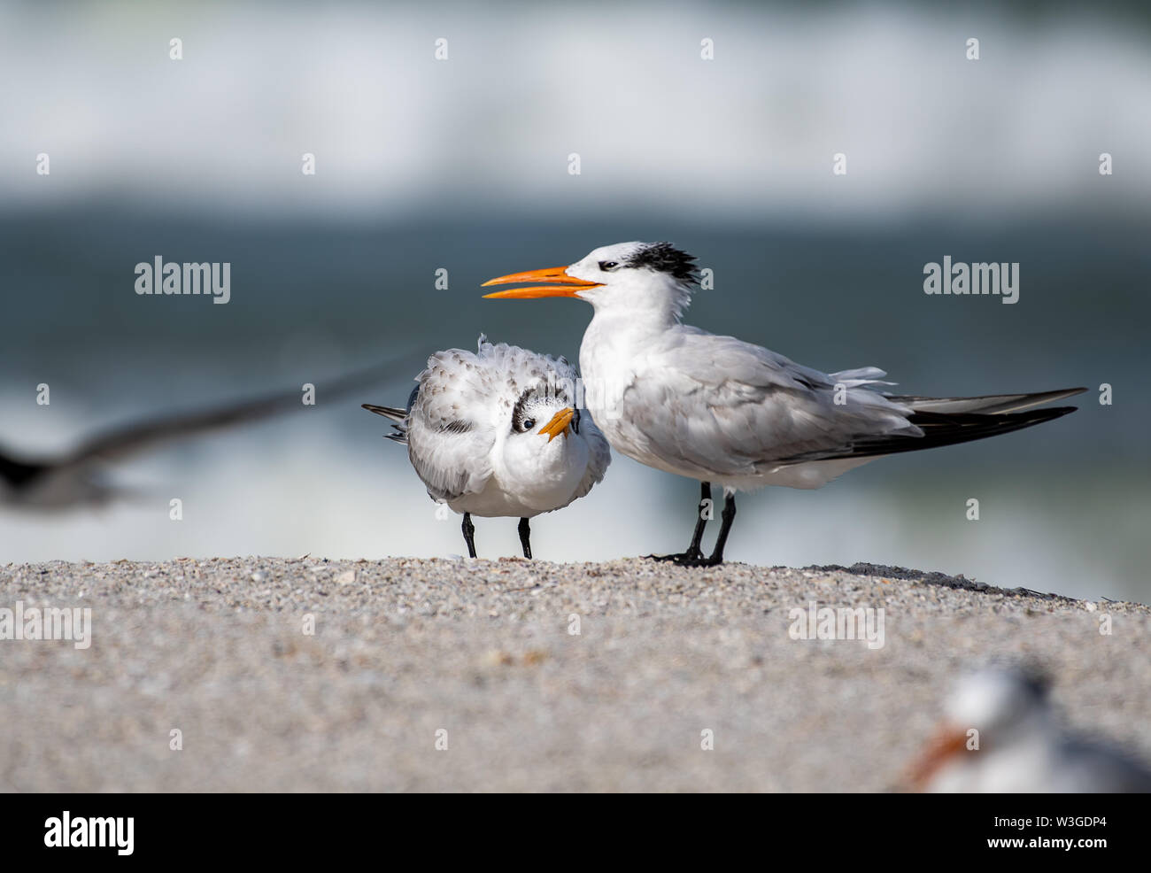 Shore birds with black crown - royal tern in Florida Stock Photo