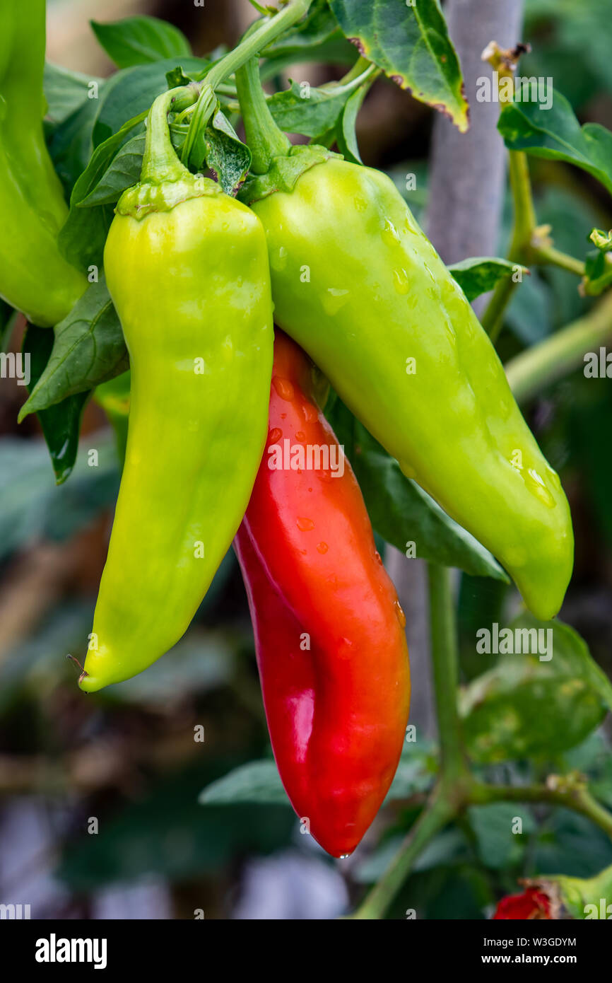 Bell peppers growing in hot garden hi-res stock photography and images ...