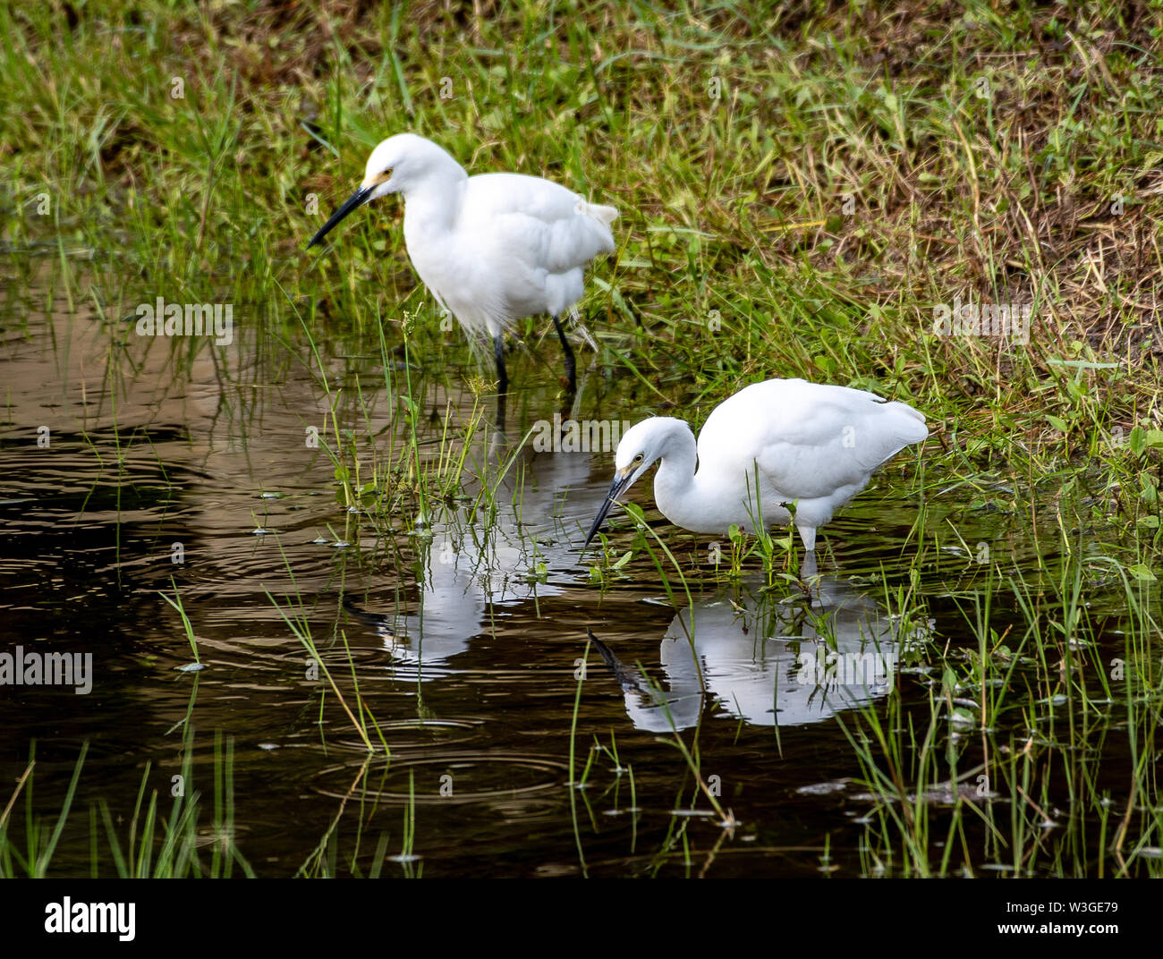 Watery environment hi-res stock photography and images - Alamy