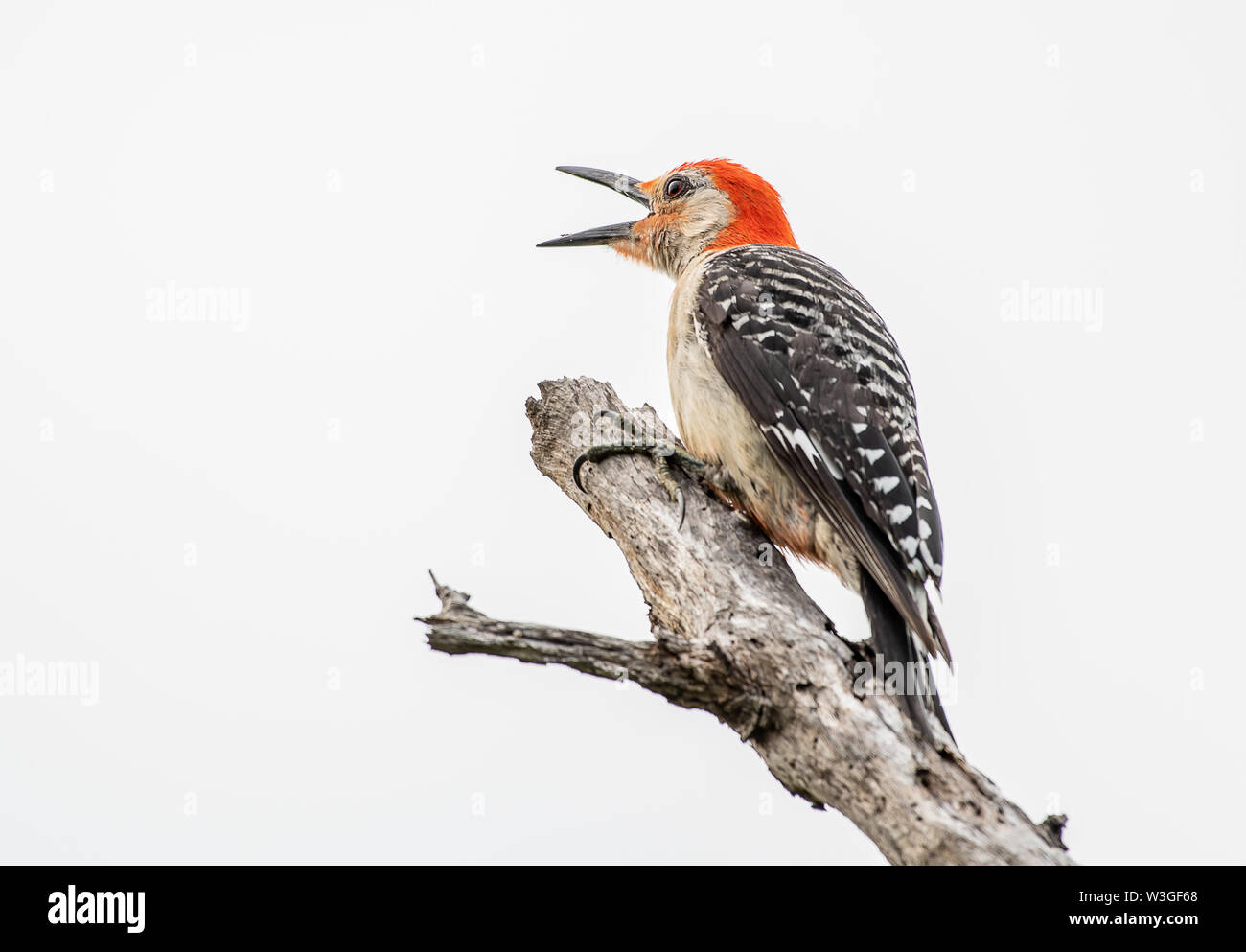 Red bellied woodpecker feathers hi-res stock photography and images - Alamy