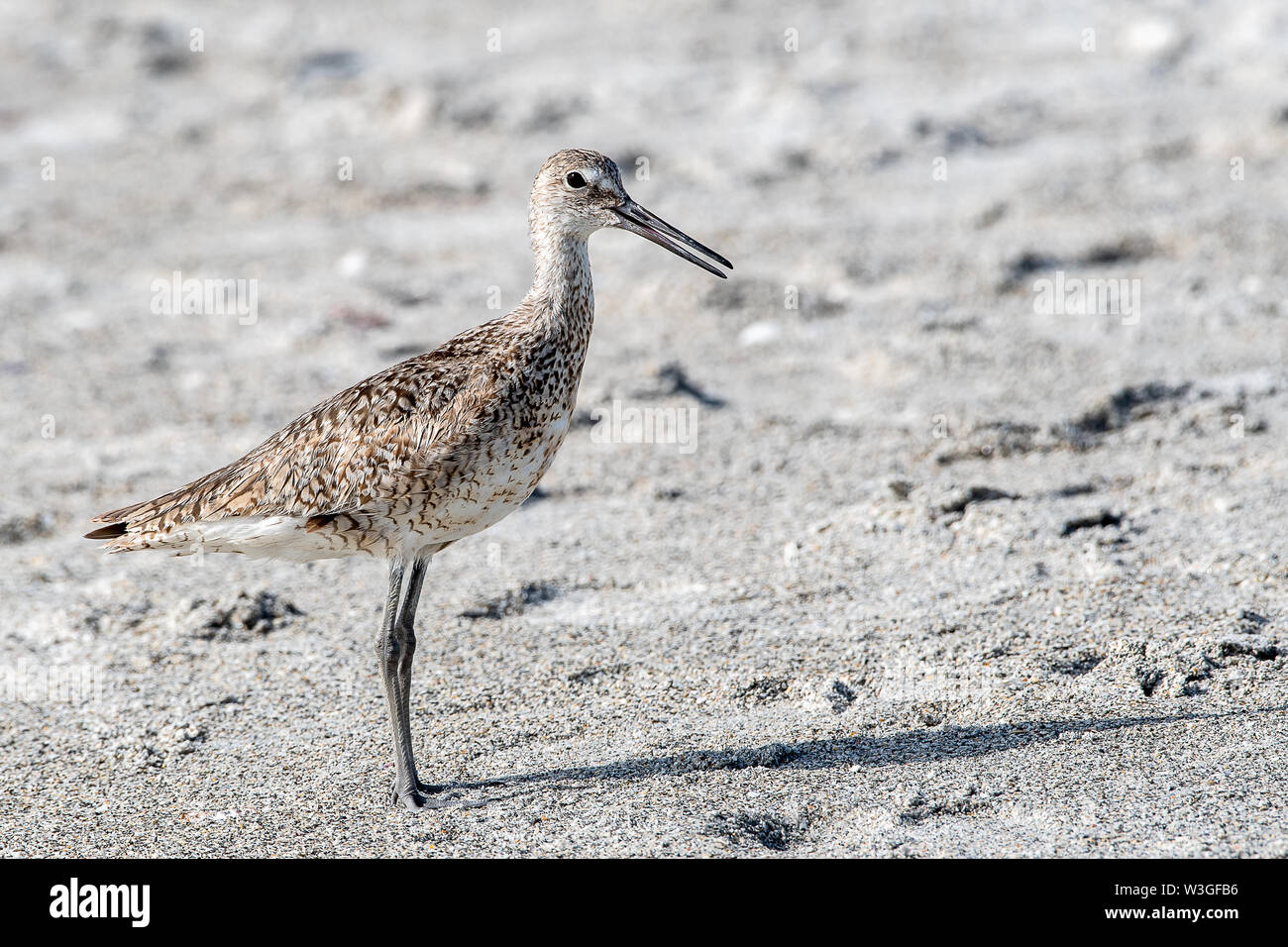 Willet poses on the beach Stock Photo