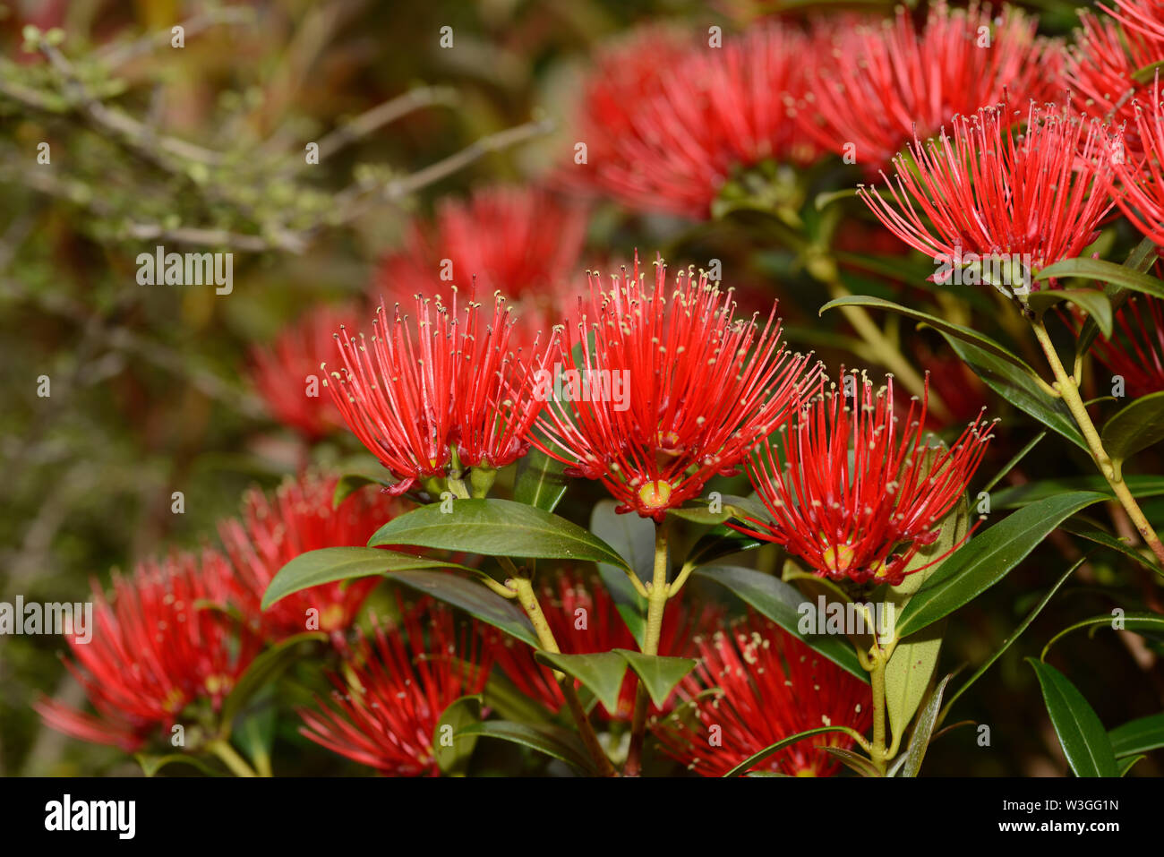 Flowers of New Zealand Southern Rata brighten the day for visitors to the Otira Gorge in Arthurs Pass National Park, New Zealand. Stock Photo