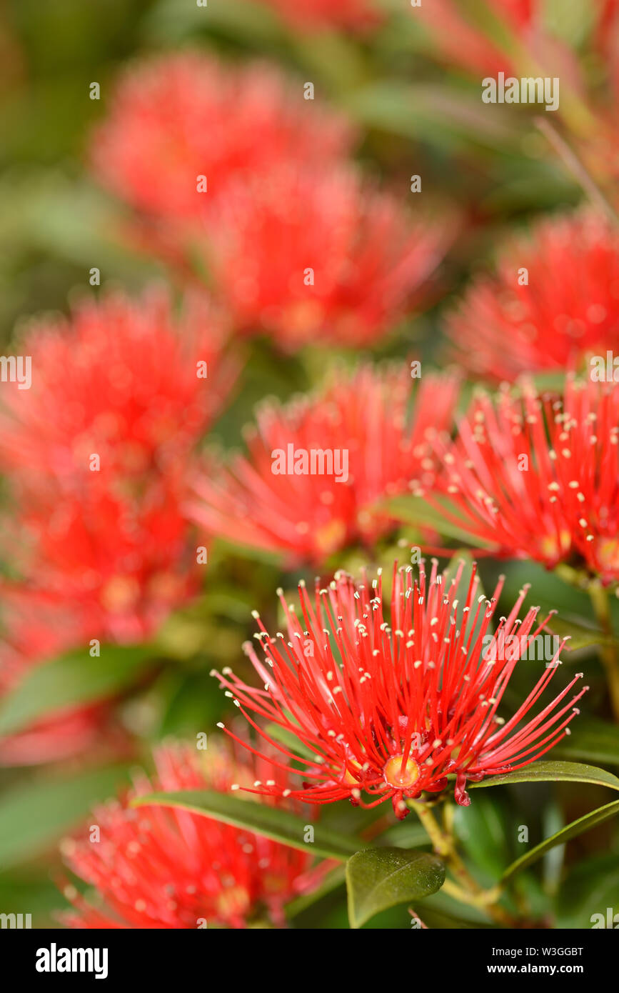 Flowers of New Zealand Southern Rata brighten the day for visitors to