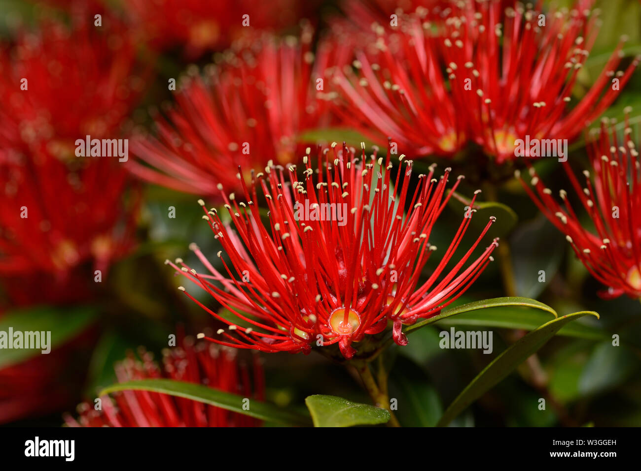 Yellow Rata Flowers of New Zealand Southern Rata produce plenty of nectar for bees ...