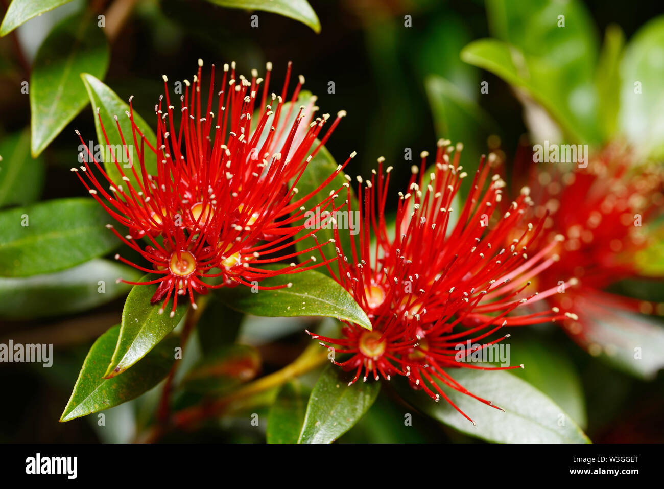 Flowers of New Zealand Southern Rata brighten the day for visitors to