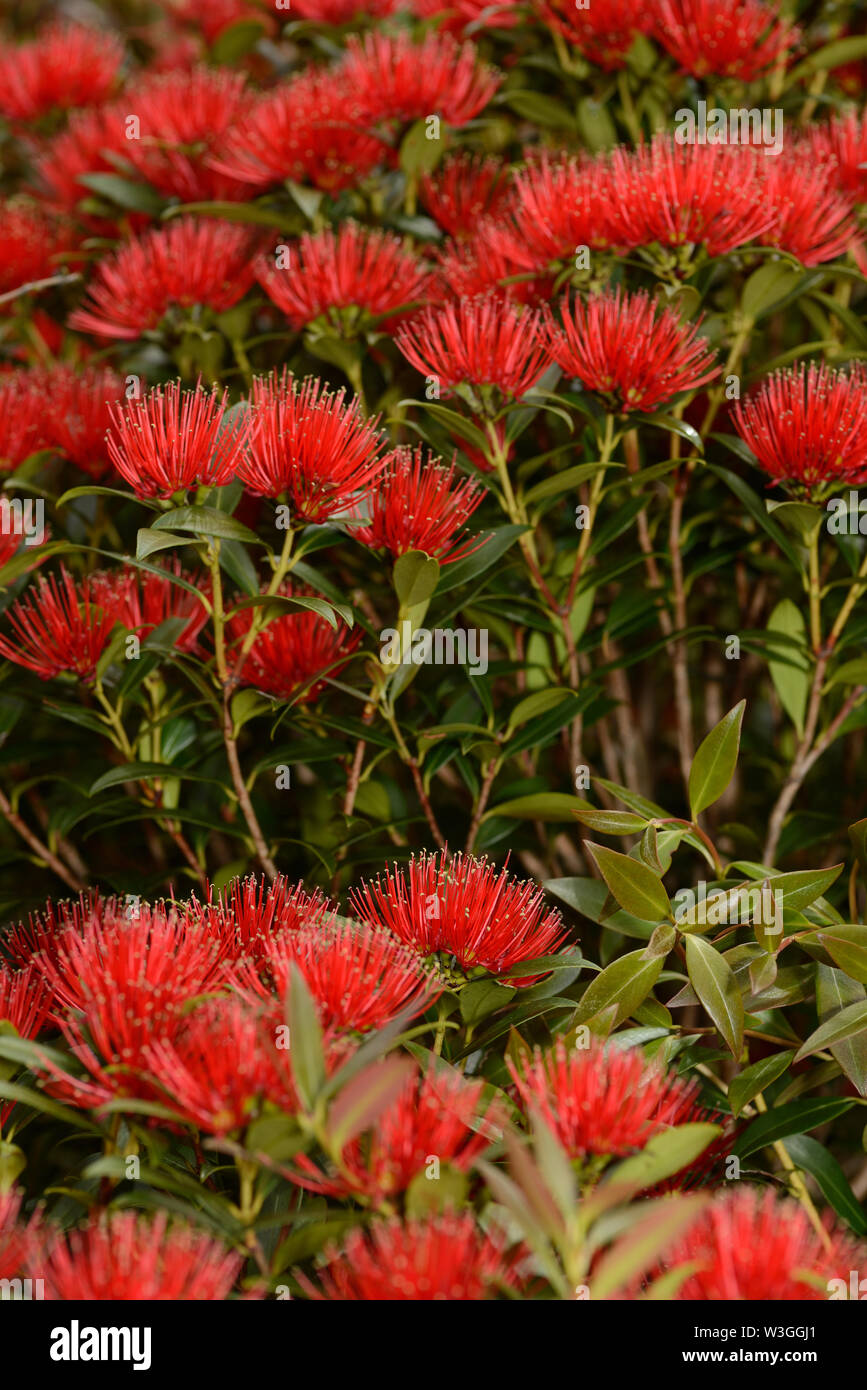 Flowers of New Zealand Southern Rata brighten the day for visitors to