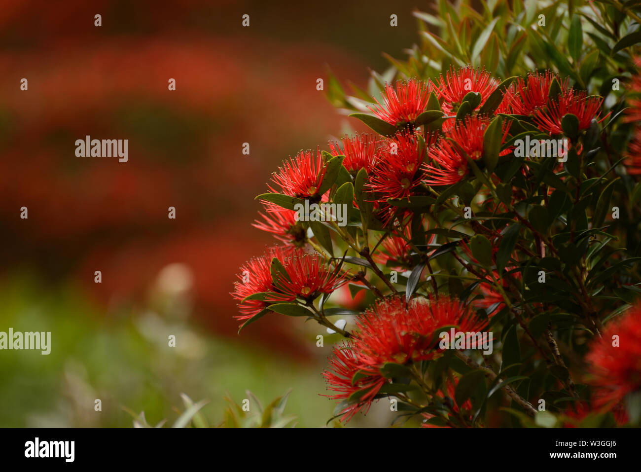 Flowers of New Zealand Southern Rata brighten the day for visitors to