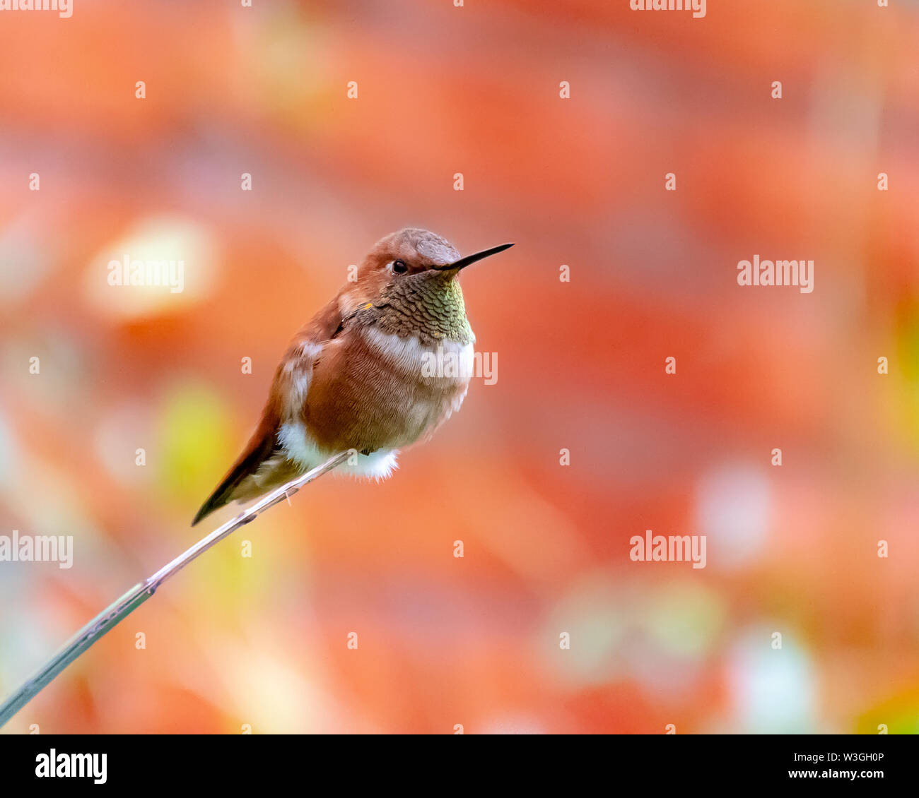 Humming bird perched at the end of a tree branch - orange tones Stock Photo