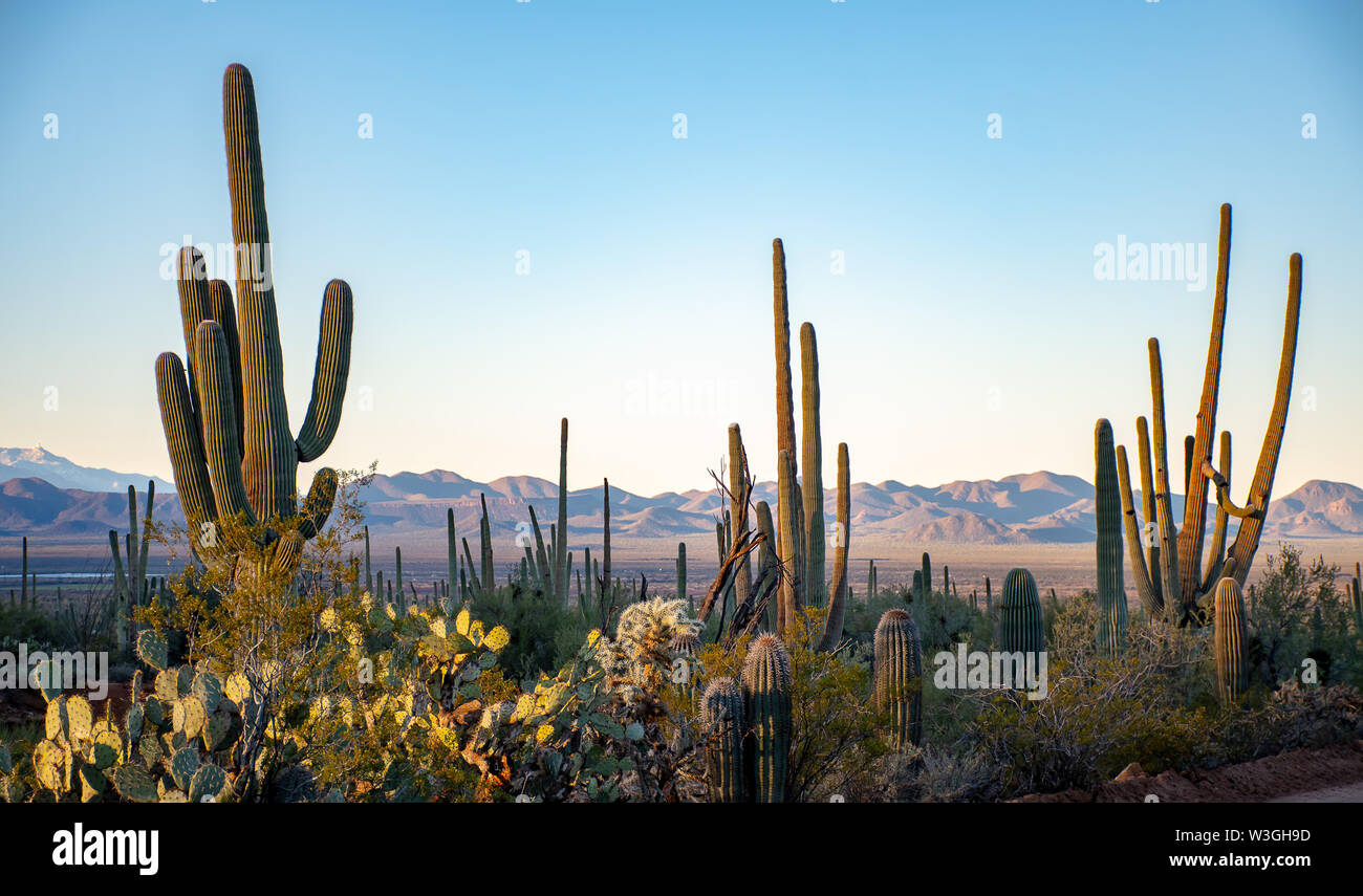 Cacti scene with mountains in the distant background Stock Photo