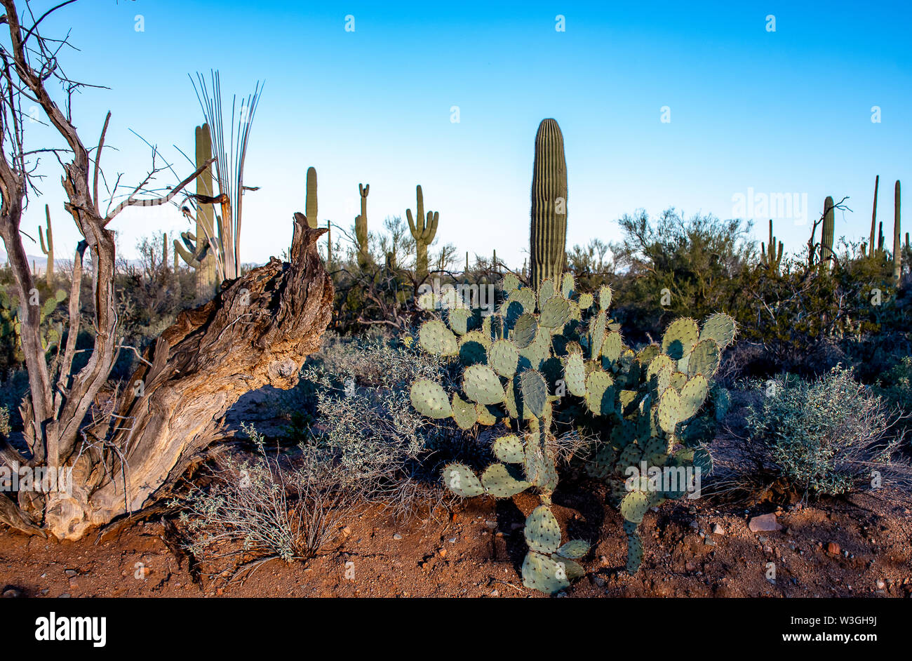 Landscaped cactus in the Arizona desert Stock Photo - Alamy
