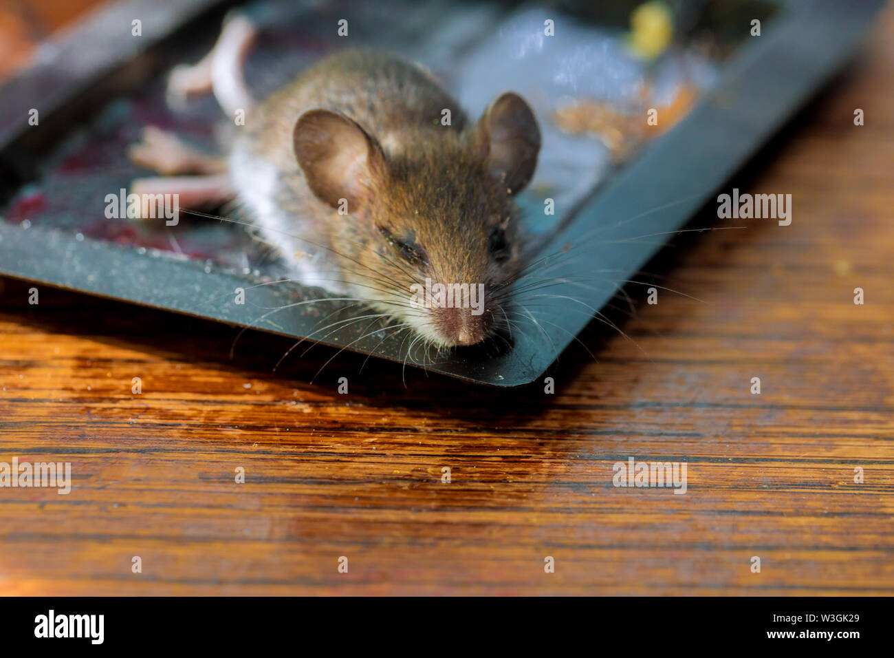 Dead rat glued at clue tray on wood table mouse killed Stock Photo