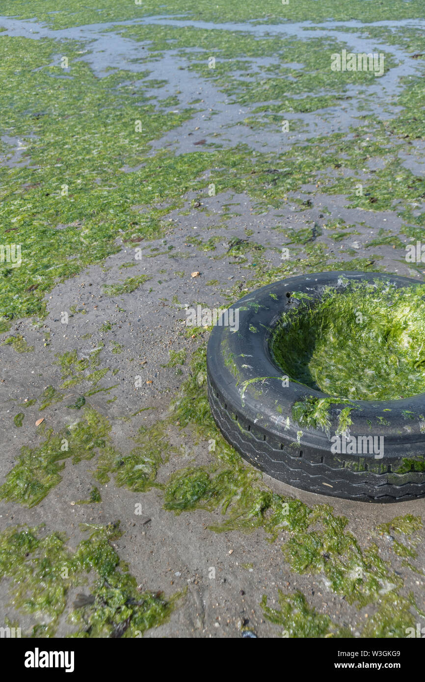 Stranded green seaweed Sea Lettuce / Ulva lactuca washed ashore on beach and deposited at drift line. Washed up metaphor, stranded concept green algae Stock Photo