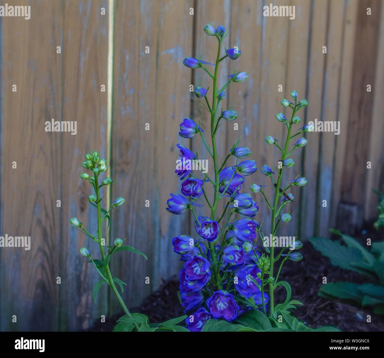 Blue delphiniums hi-res stock photography and images - Alamy