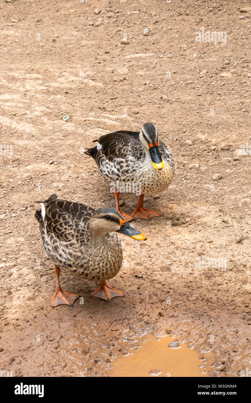 Indian spot-billed duck, pair of duck, Two duck near water source. Stock Photo