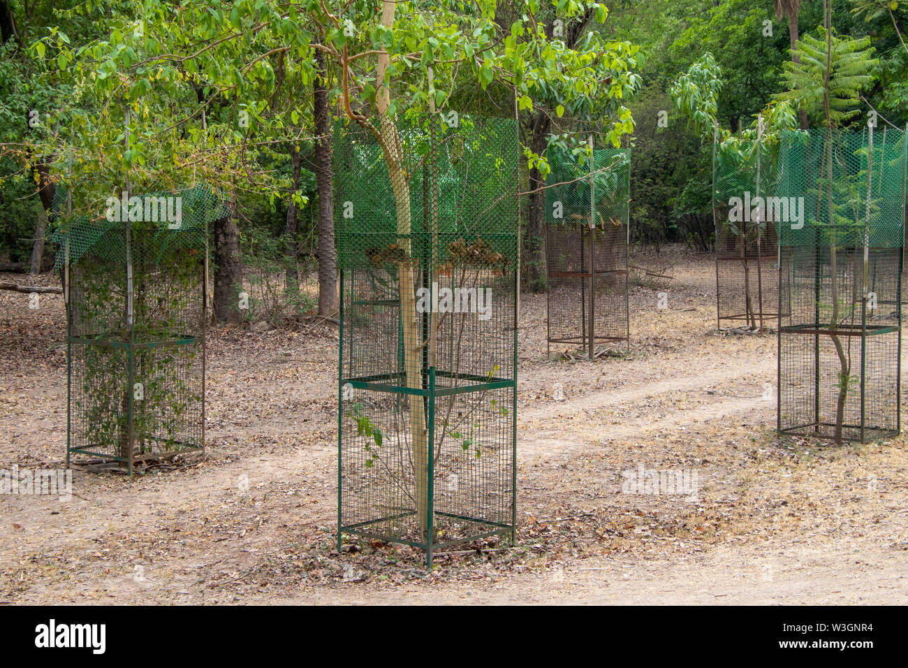 Tree Plant cover protect with steel Tree guard fencing net. Stock Photo