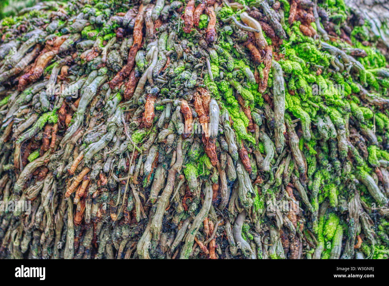 This unique photo shows a colorful tree root from a large coconut tree. This picture was taken in the Maldives Stock Photo