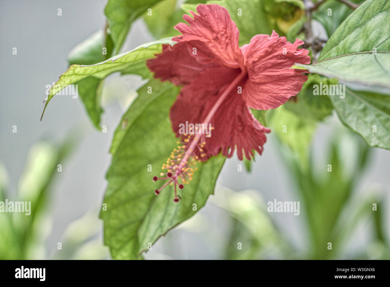 This unique photo shows the beautiful red flower of a big hibiscus shrub. This picture was taken in the Maldives Stock Photo