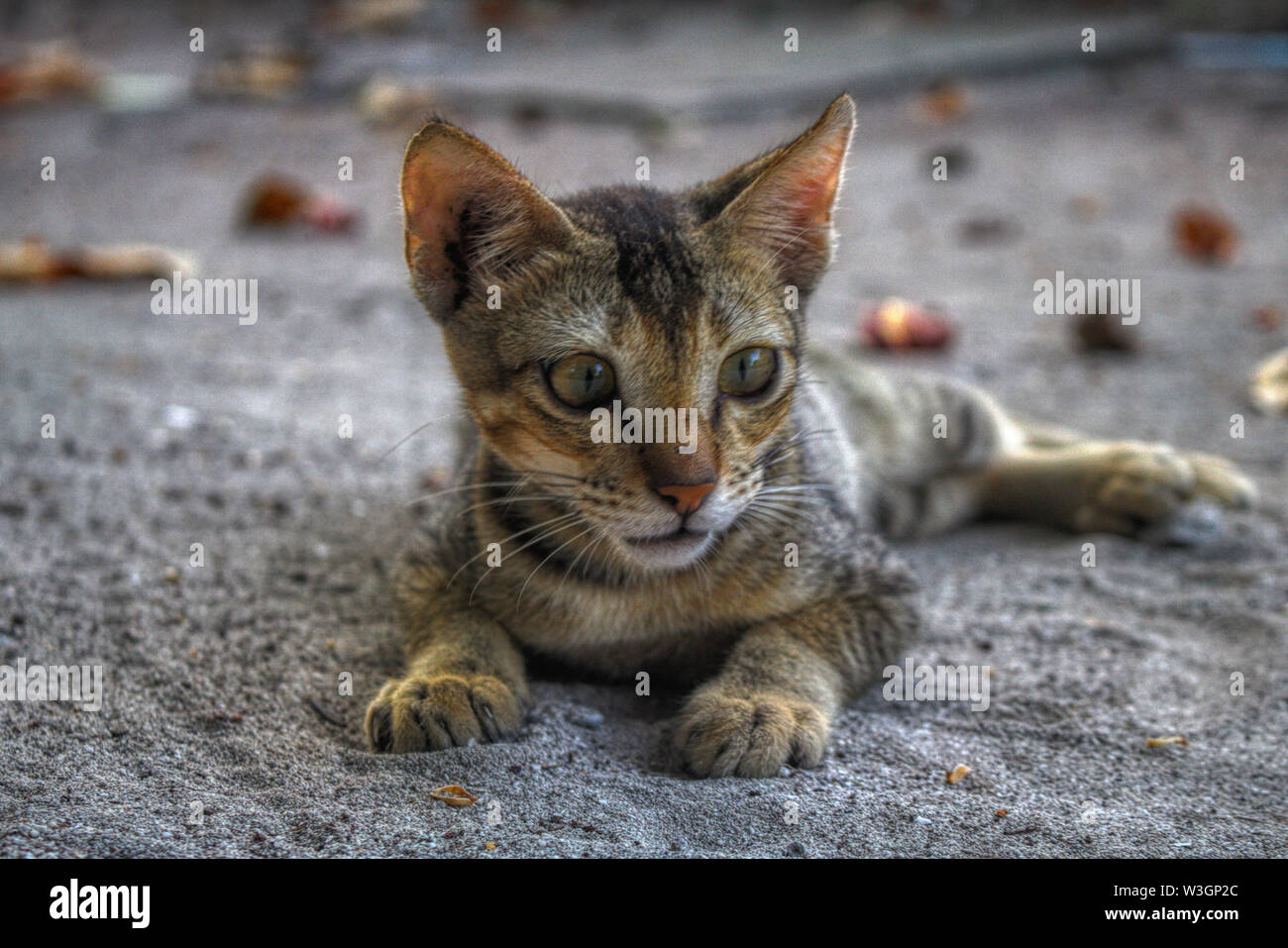 This unique photo shows a wild young cat in the sand. This picture was taken in the Maldives Stock Photo