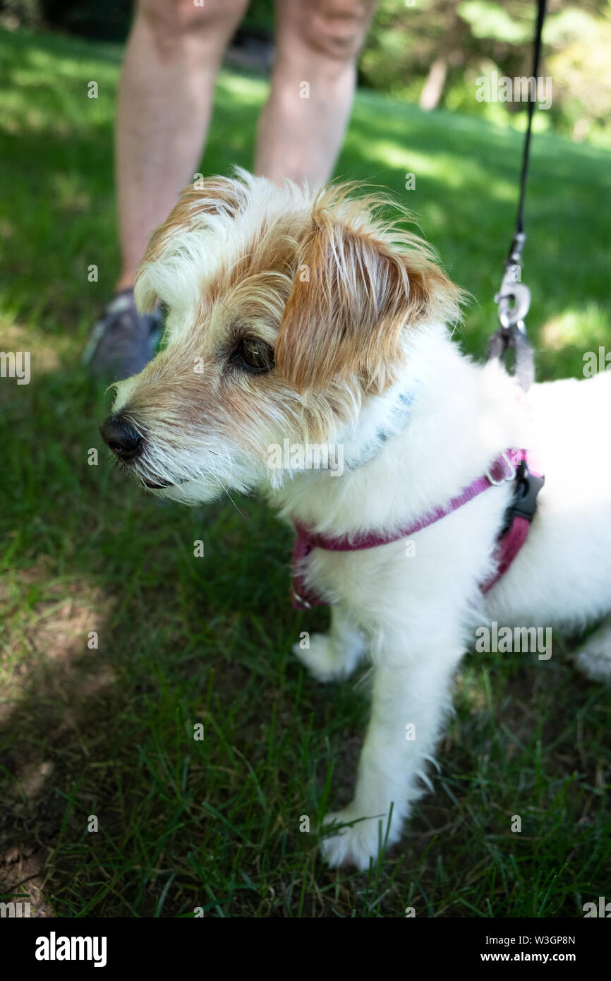 A wire haired Jack Russell Terrier mix dog, that is blind in one eye, pictured outdoors. Stock Photo
