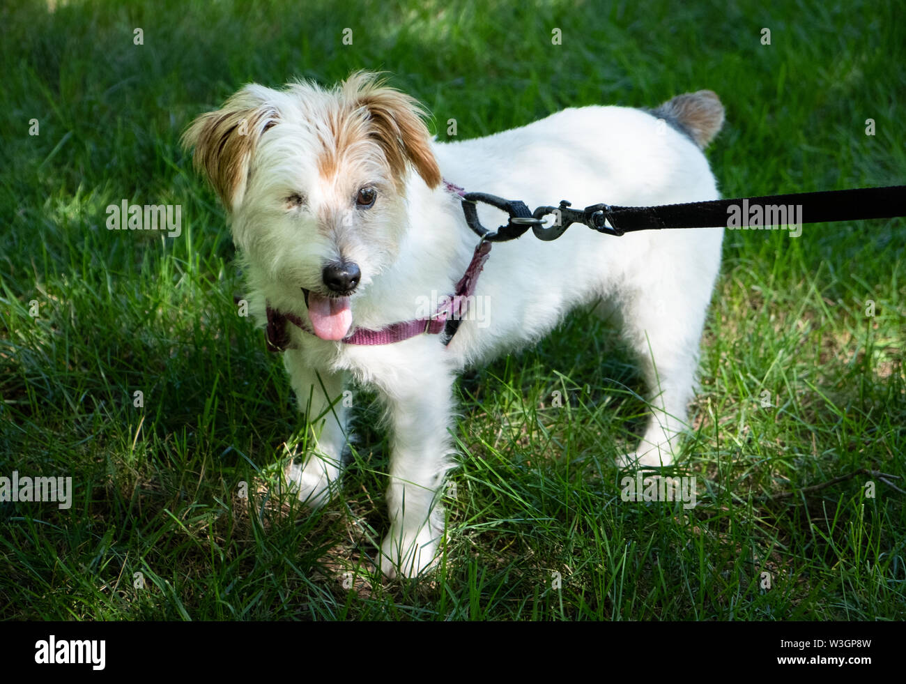 A wire haired Jack Russell Terrier mix dog, that is blind in one eye, pictured outdoors. Stock Photo