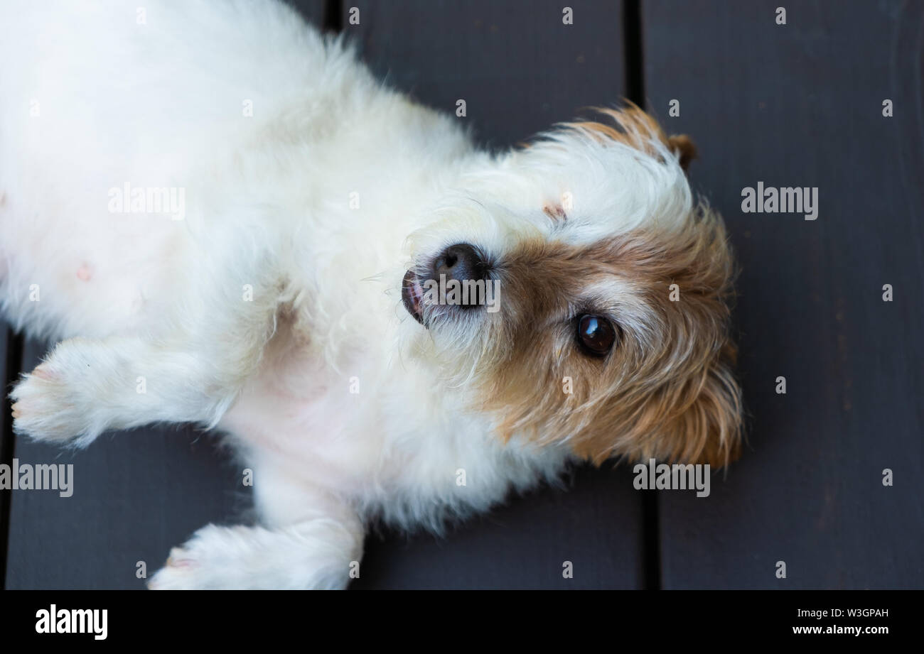 A wire haired Jack Russell Terrier mix dog, that is blind in one eye, pictured outdoors. Stock Photo
