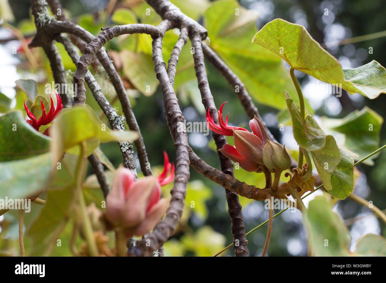 Chiranthodendron pentadactylon, Mexican Hand tree, close up. Stock Photo