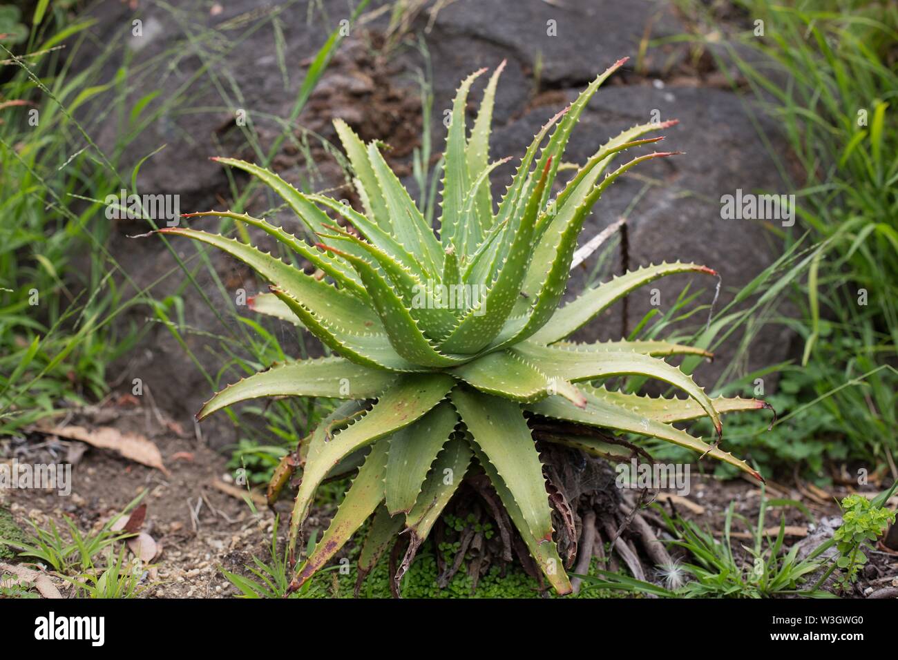 Spider Aloe Aloe Spinosissima High Resolution Stock Photography and Images Alamy