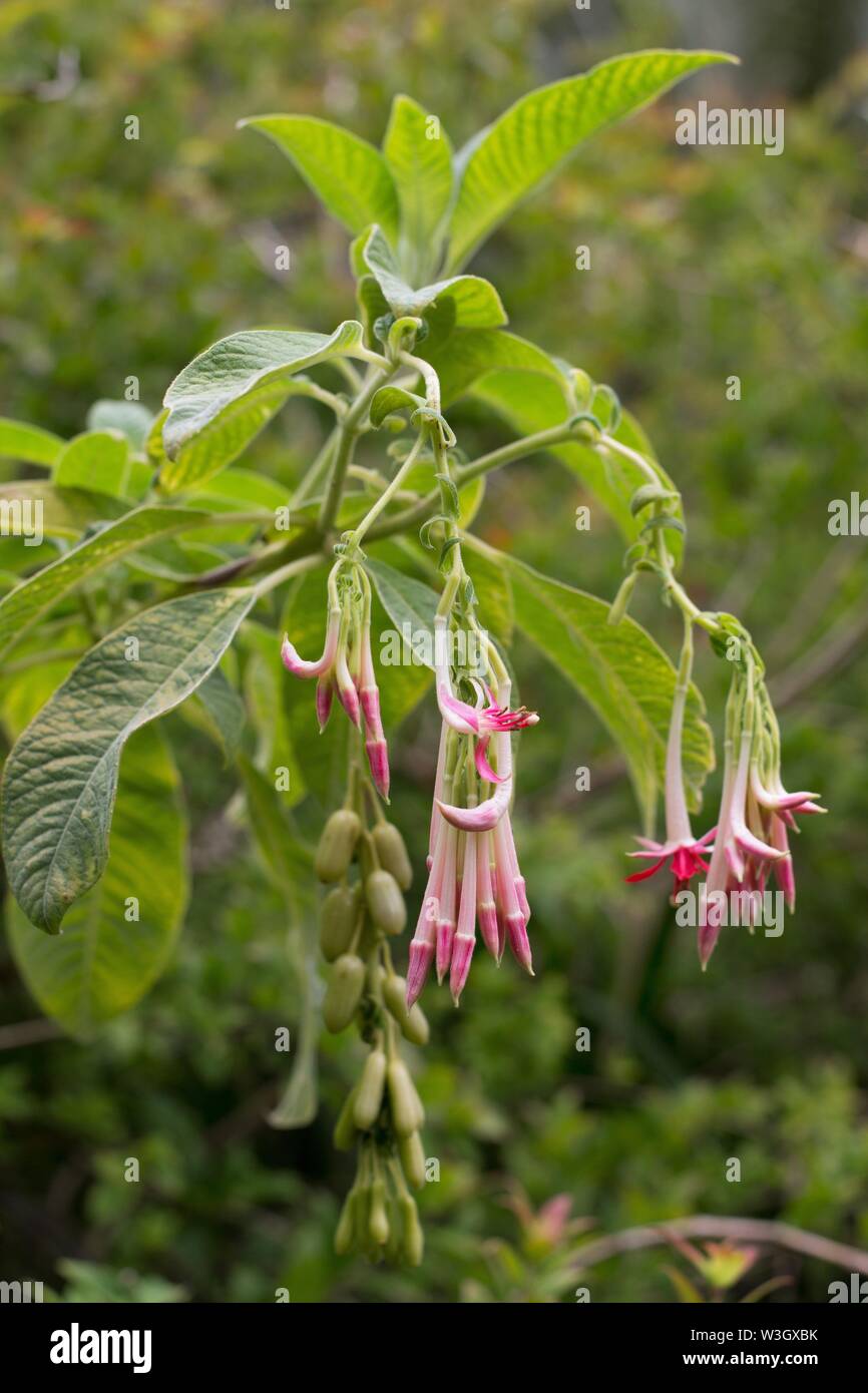 Fuchsia boliviana 'Alba' flowers. Stock Photo
