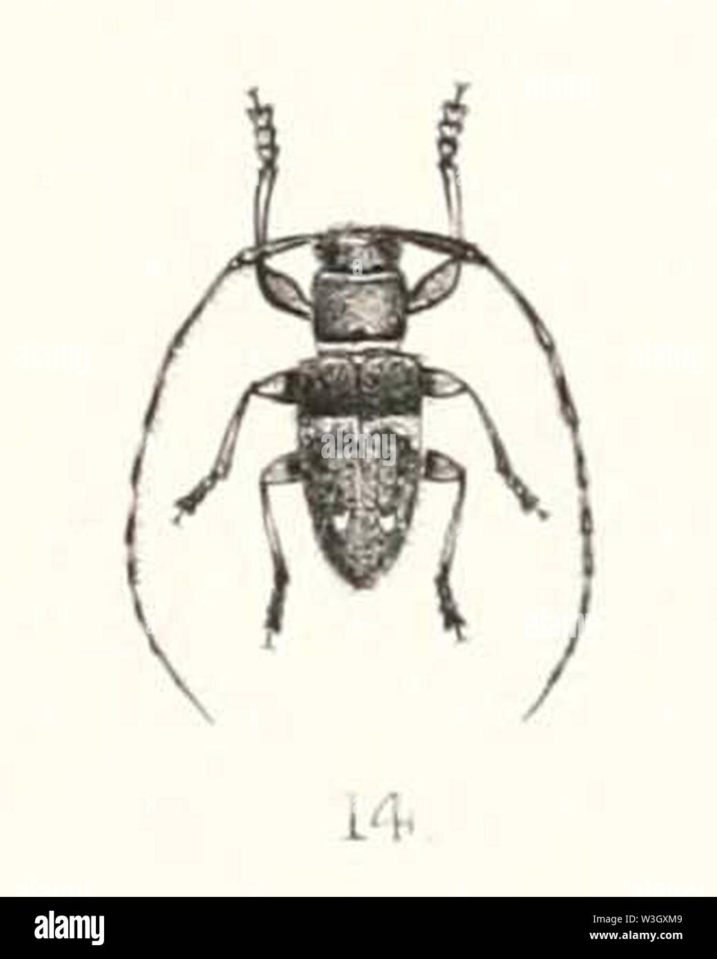 Cincinnata fasciata 1894. Stock Photo