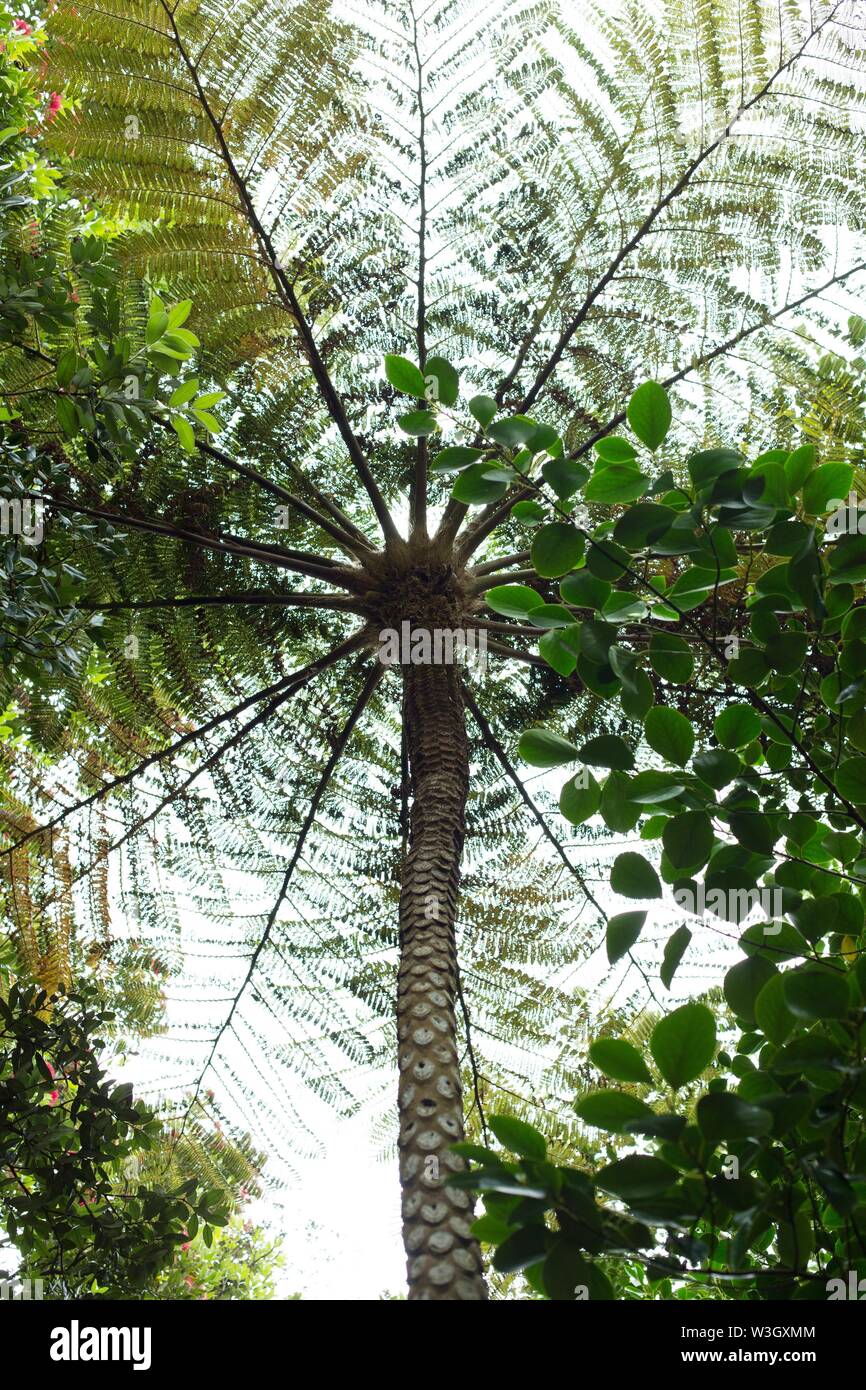 View from below, looking up a Cyathea cooperi, also known as the Australian tree fern. Stock Photo