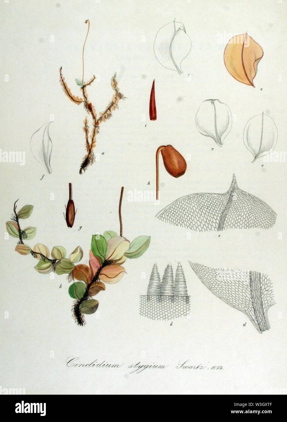 Cinclidium stygium — Flora Batava — Volume v14. Stock Photo
