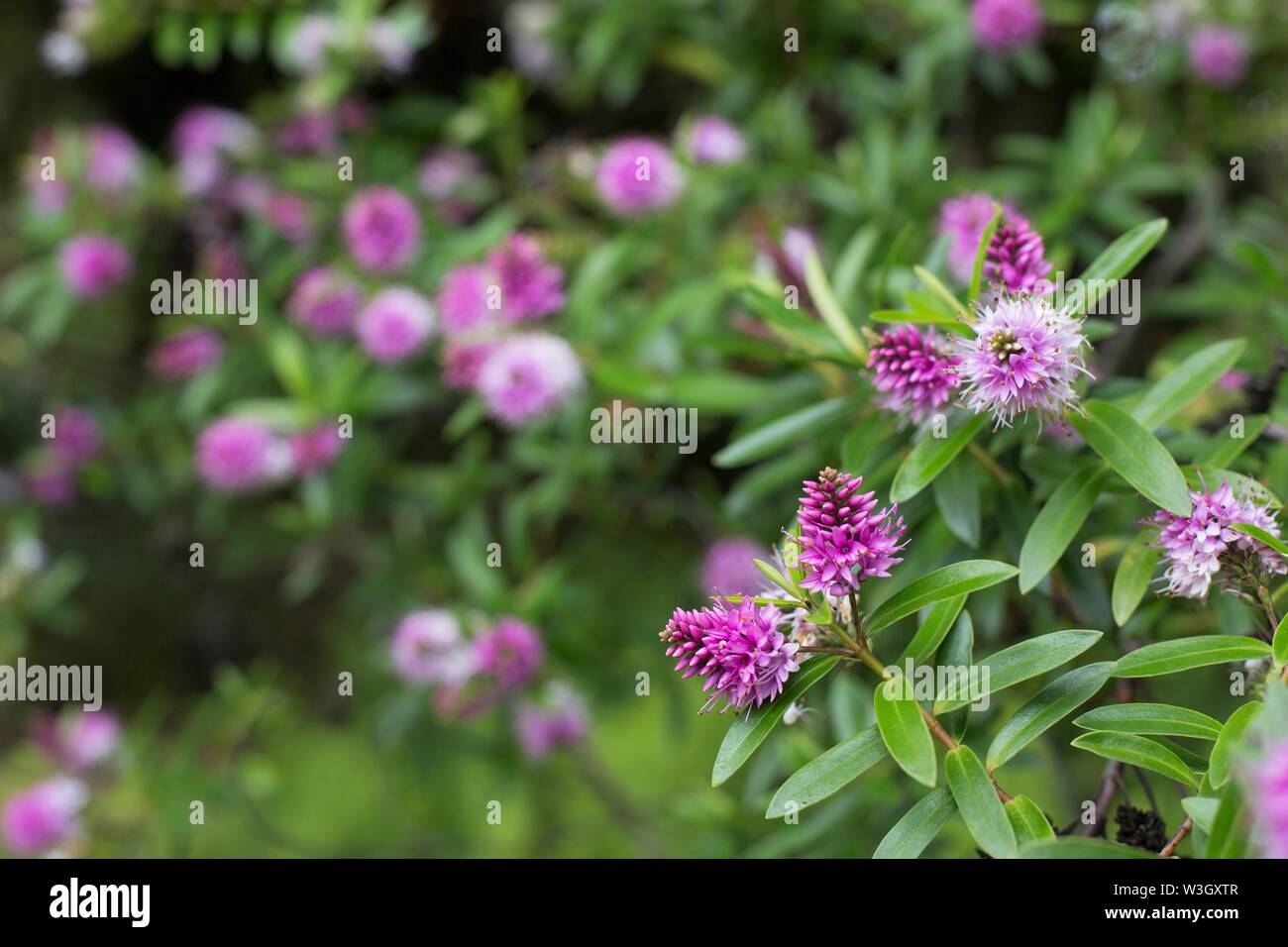 A flowering New Zealand hebe plant. Stock Photo