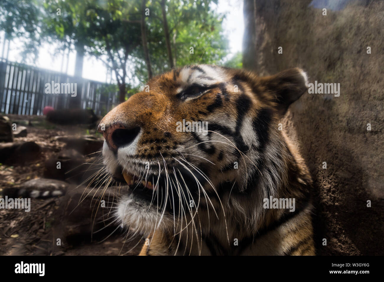Up close with a captive Amur tiger, also known as the Siberian tiger, at the Indianapolis Zoo. Stock Photo
