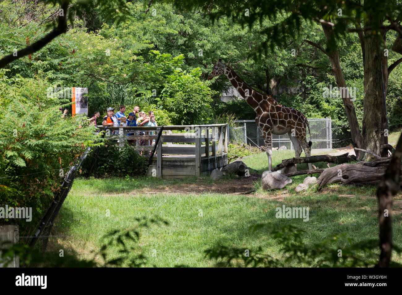 Visitors react to a giraffe as he approaches the observation deck at the edge of his exhibit in the Indianapolis Zoo in Indiana, USA. Stock Photo