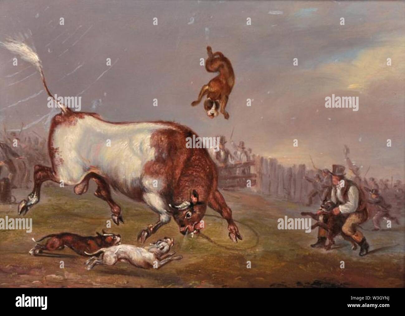 Bull baiting hires stock photography and images Alamy