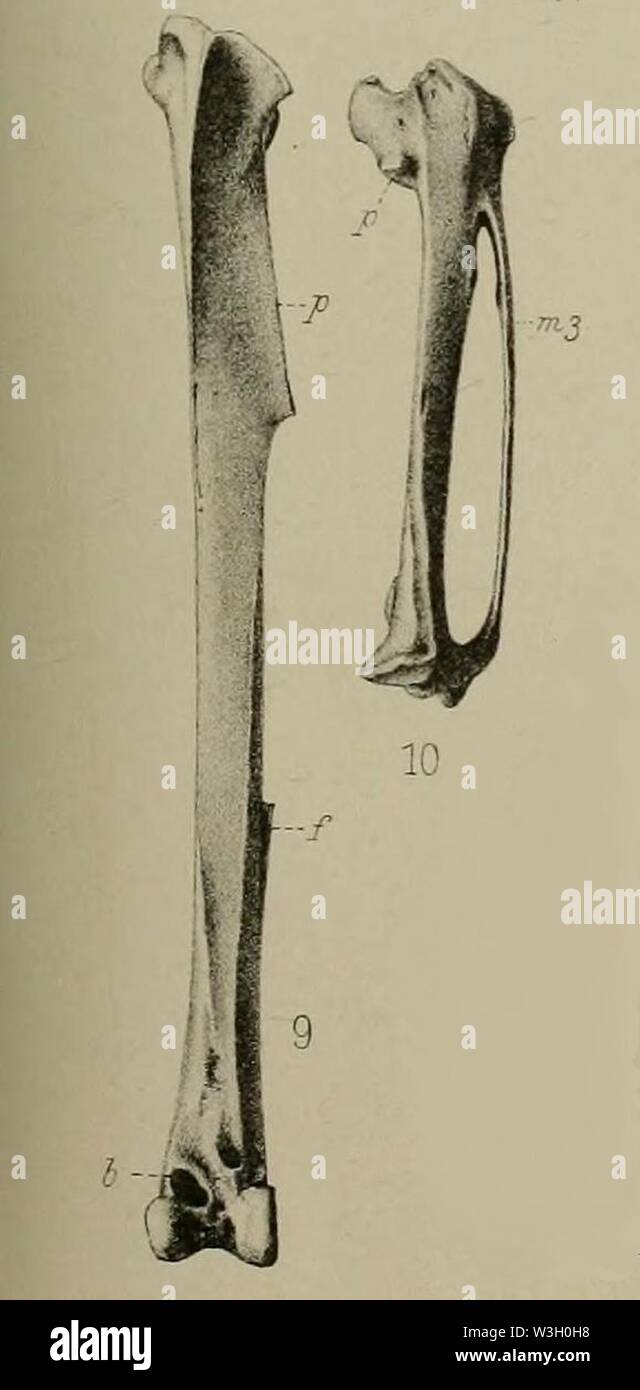 Circus maillardi bones Stock Photo Alamy