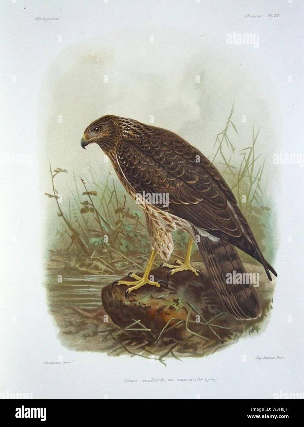 Circus macrosceles juvenile Keulemans Stock Photo Alamy