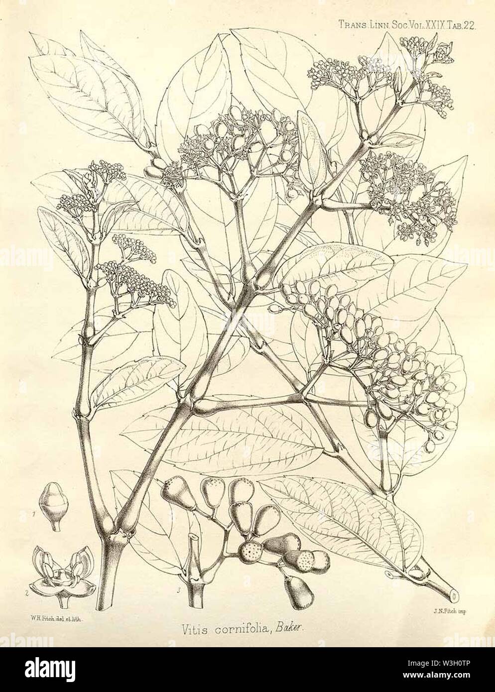 Cissus cornifolia04. Stock Photo