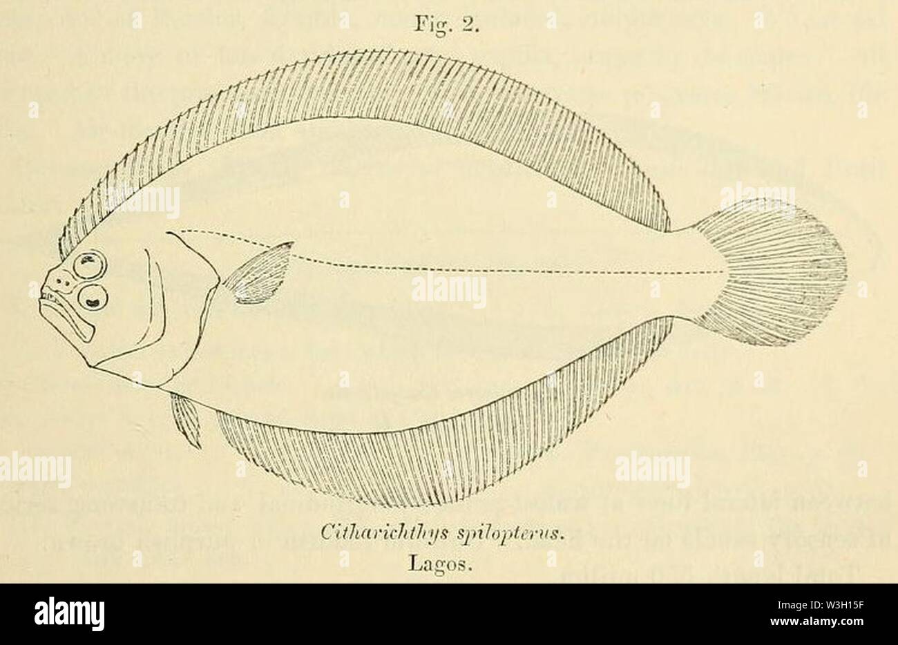 Citharichthys hires stock photography and images Alamy