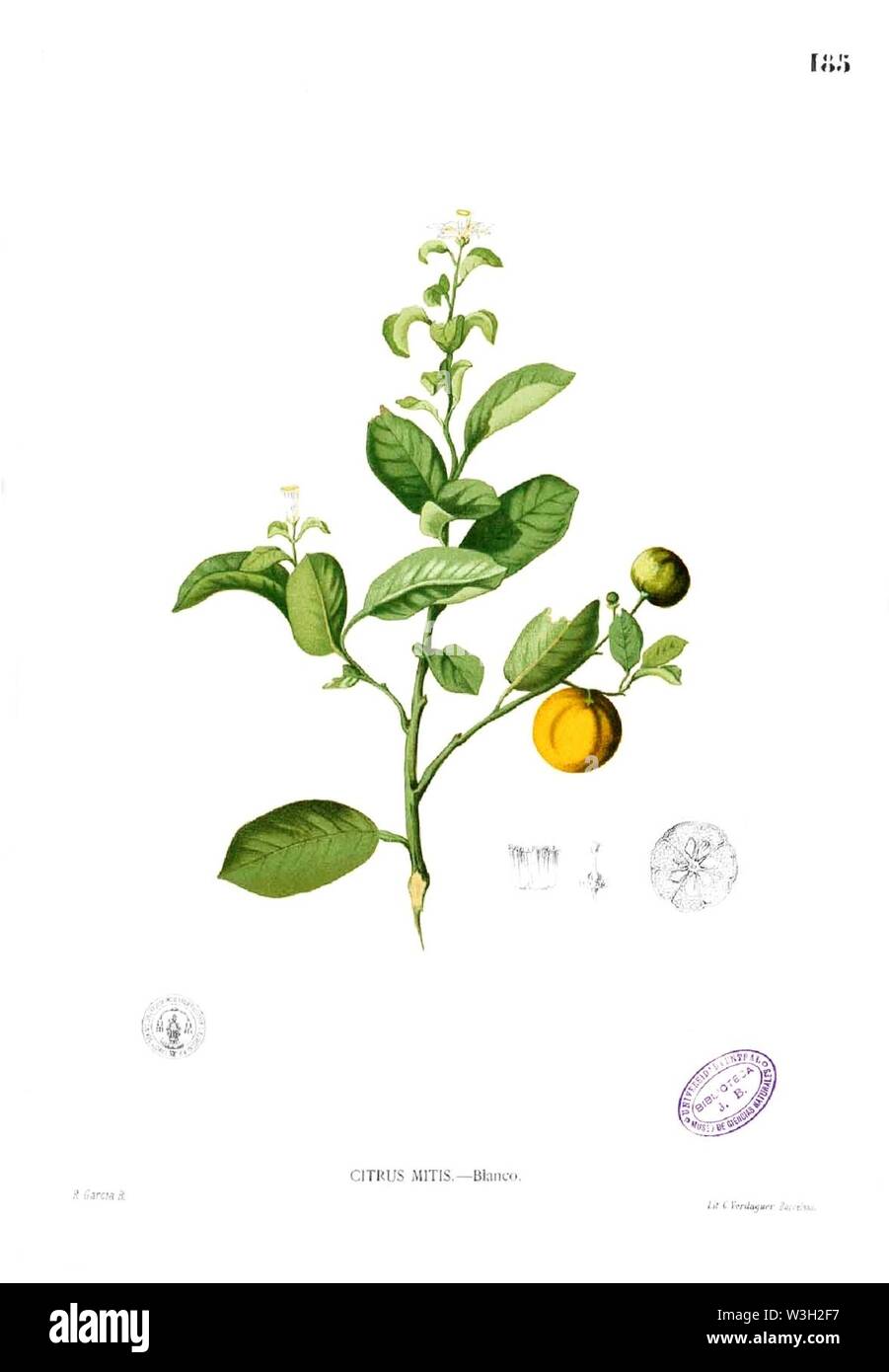 Citrus madurensis Blanco1.185. Stock Photo