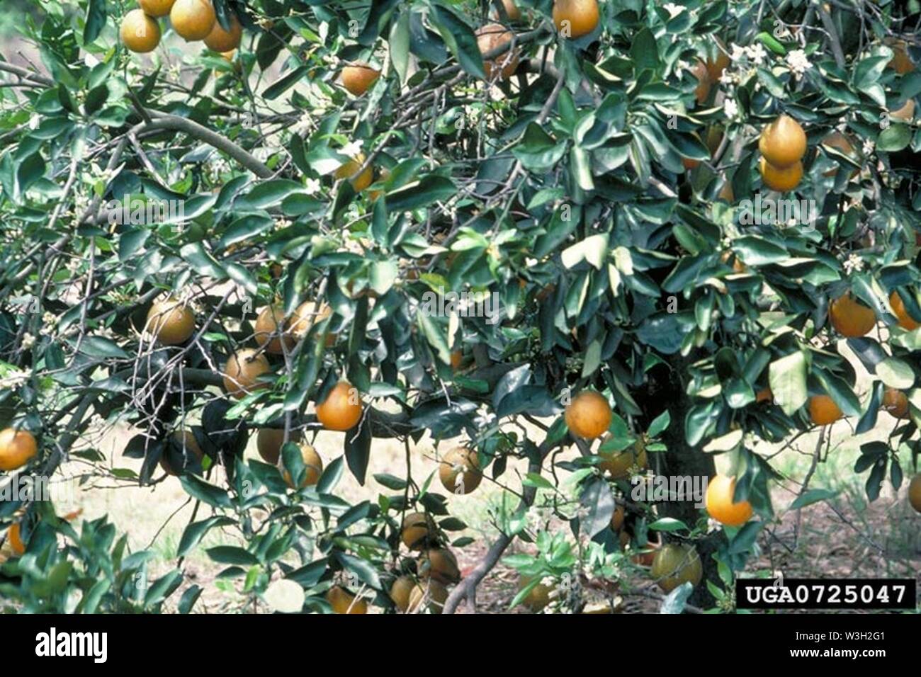 Citrus Blight causing advanced wilting Stock Photo Alamy